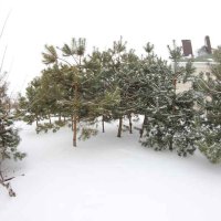 Зеленая зона